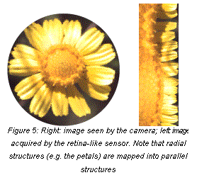 Text Box:            
Figure 5: Right: image seen by the camera; left: image acquired by the retina-like sensor. Note that radial structures (e.g. the petals) are mapped into parallel structures
