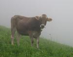 Krava v mlze
