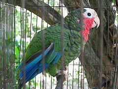 Camaguey - kubansky papousek