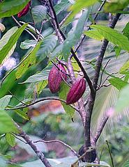 Baracoa - kakaovnik